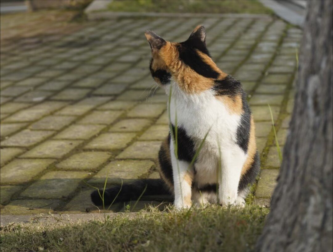 晒晒学校的猫猫 2