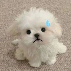 大哥们给个码截图