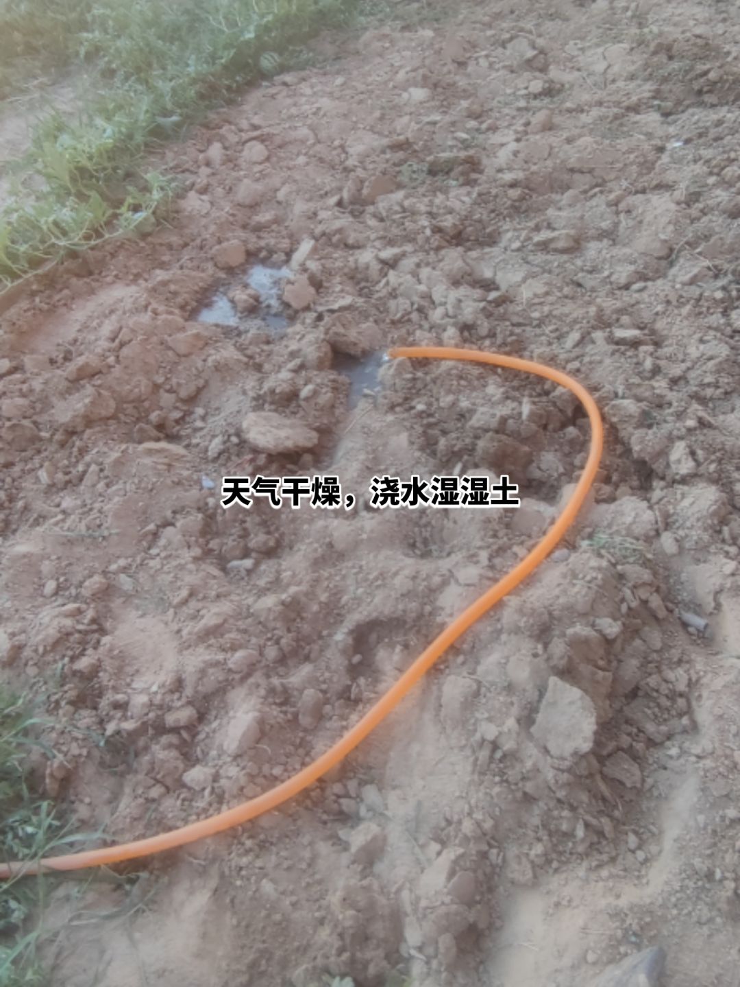 现实体验小农的一天之种植青菜 2