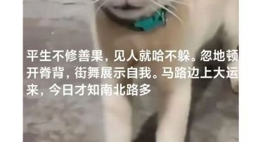 菜谱养殖场派遣攻略