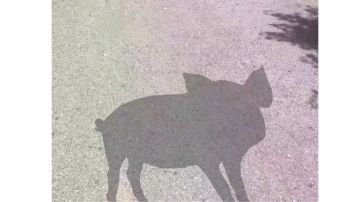 黎明每天看到，号角遥遥无期（白朴党1-49级细节探讨）