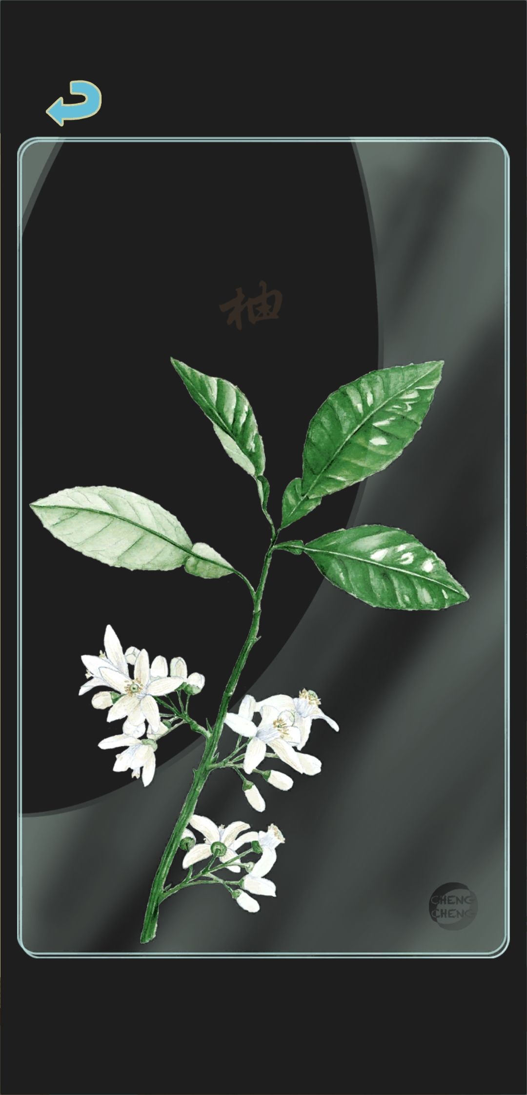 秋季树种透卡1 2