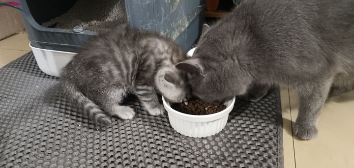 猫截图