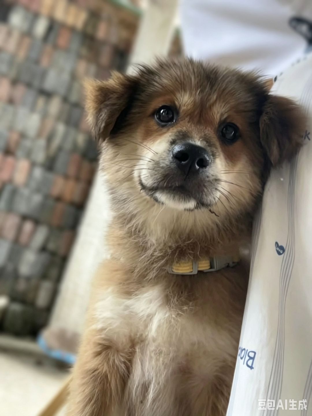 猫狗 6