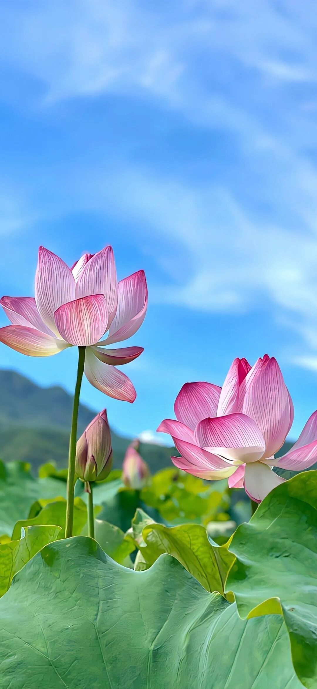 今日份壁纸——荷花🪷系列 7
