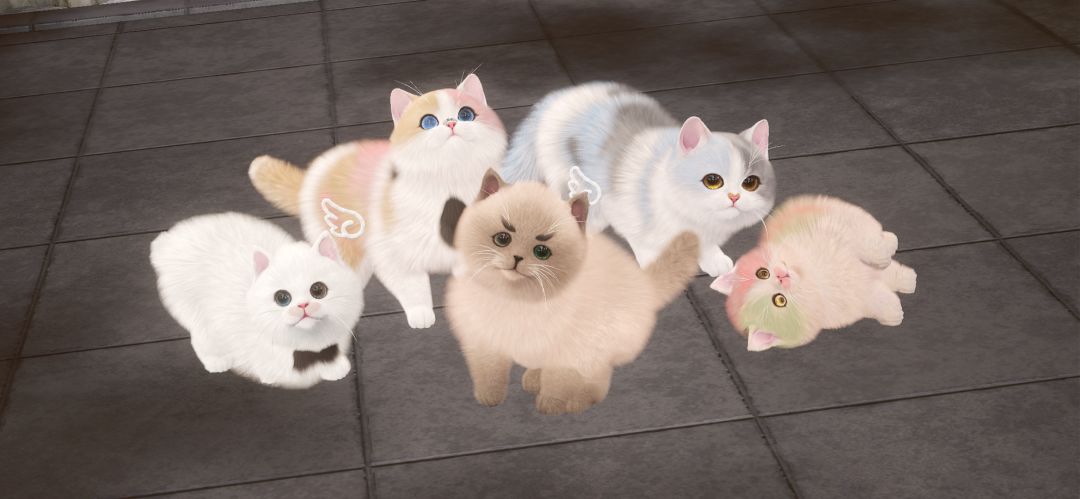 羊角×头纱以及新的猫猫合照 3
