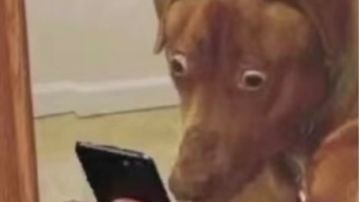 想我堂堂一代邪尊开局居然被一只鸡嘬死了