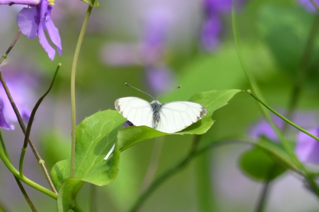 夏日活动⚠️昆虫警告【种类有点多标题写不下】 8