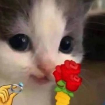 预约的鸟毛大家一定要薅啊