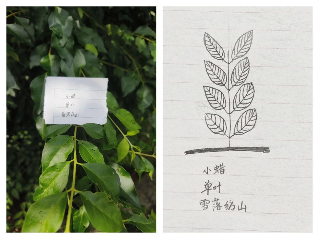 夏季🌴活动:捉住一枝夏! - TapTap 1