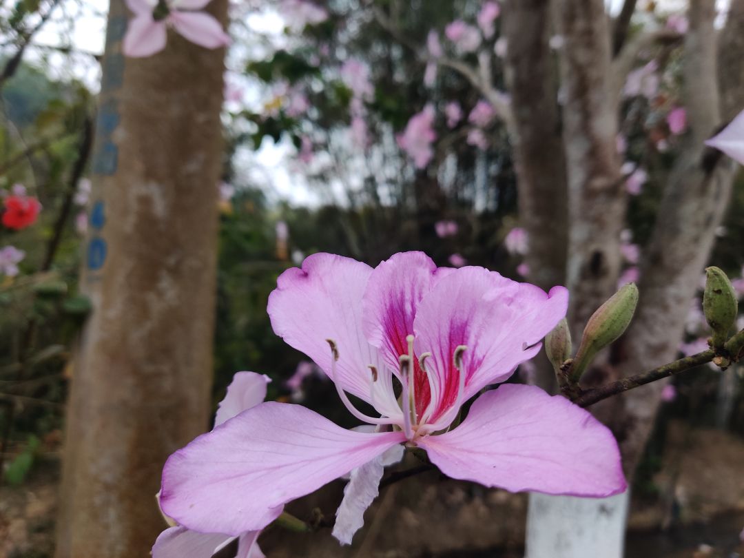 六周年庆🎉活动:花与叶! 1