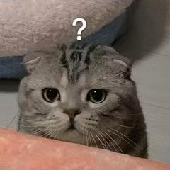 告诉我这个游戏怎么打开?截图