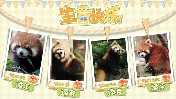 一起围观小熊猫四宝的生日大餐吃播吧！截图