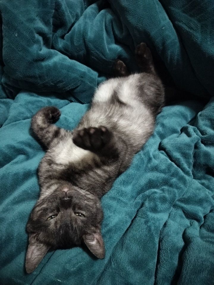我家猫的雷霆睡姿截图