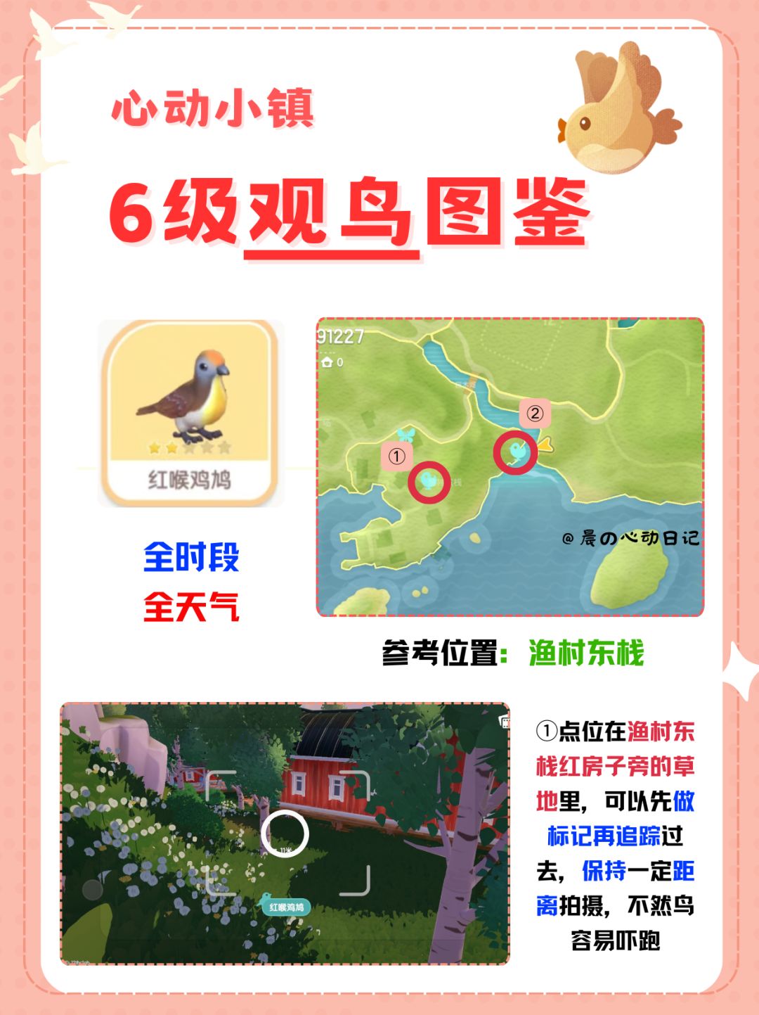心动小镇6级观鸟详细位置‼️ 2