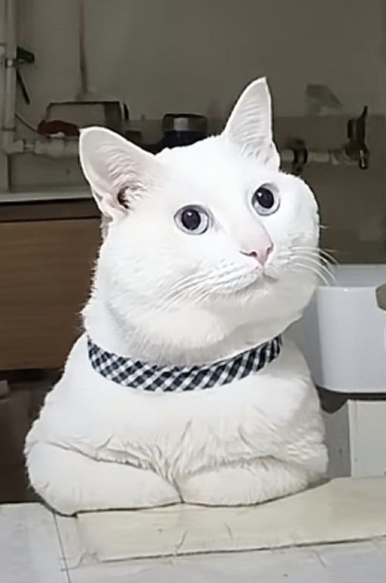 库洛这一波滑跪，就是说明二游这个圈子里面，很明显的有一群害群之马。从少前二到鸣潮，非要把自己打成逆风才舒服，m属性大爆发的不是玩家，而是厂家啊？截图