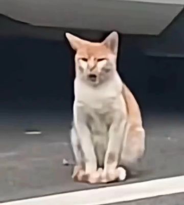 猪友们问你们个事
