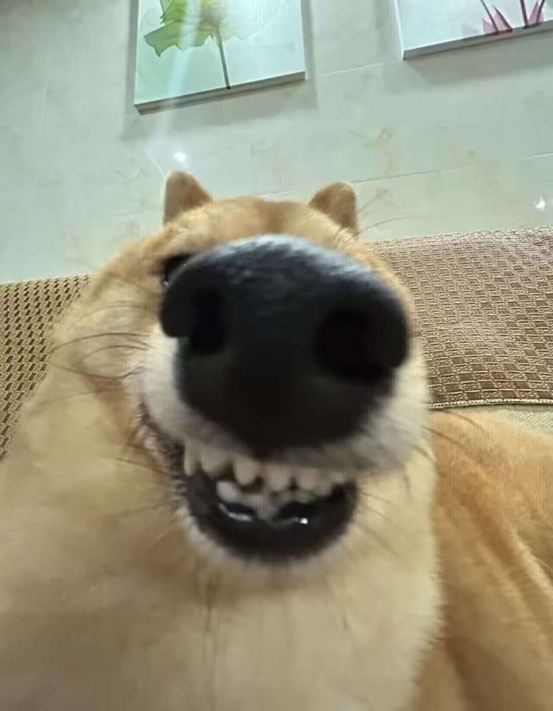 生煎光速毕业祈祷 1