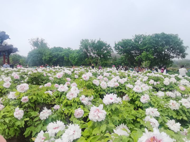 我解锁了新角色-妮可拉截图