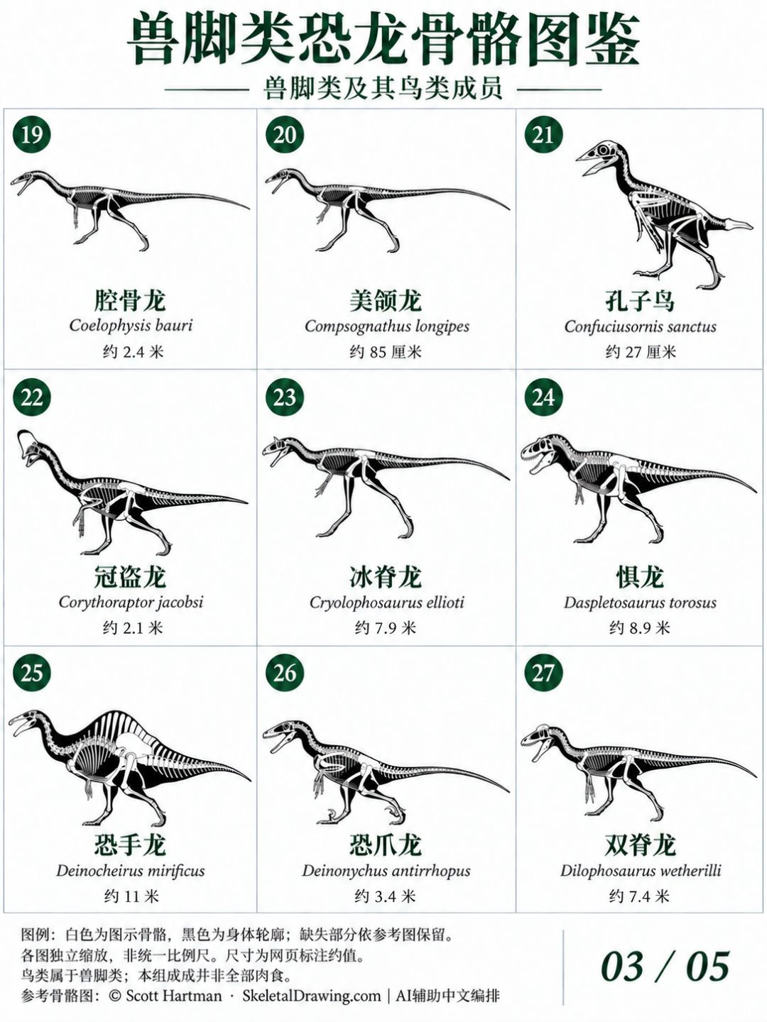 稀有兽脚类恐龙骨骼图鉴,颠覆认知! 3
