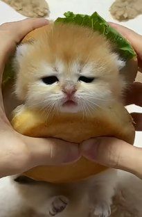 动态图片 8