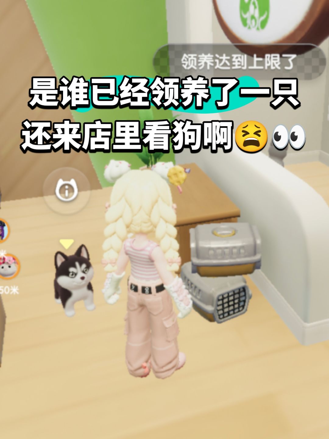 是谁已经领养,还来店里看新刷的狗啊是谁👀 1