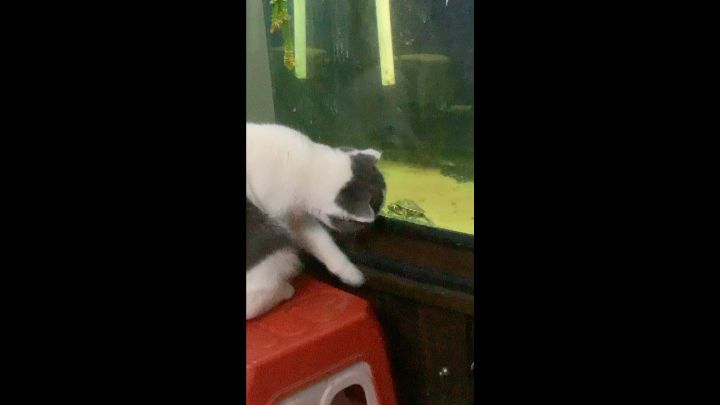 我的小猫截图
