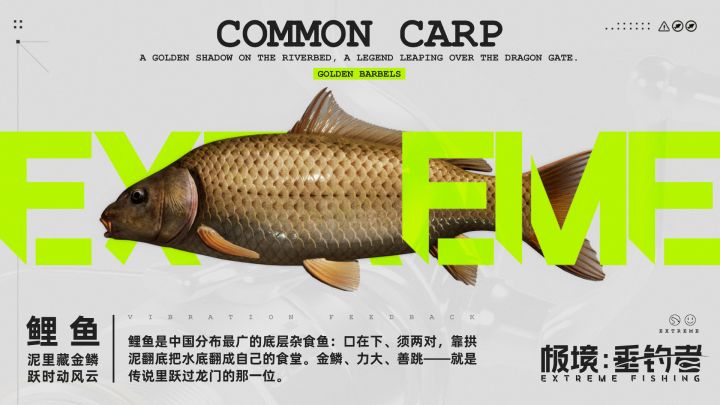 鱼种志#3鲤鱼:泥里藏金鳞,跃时动风云截图