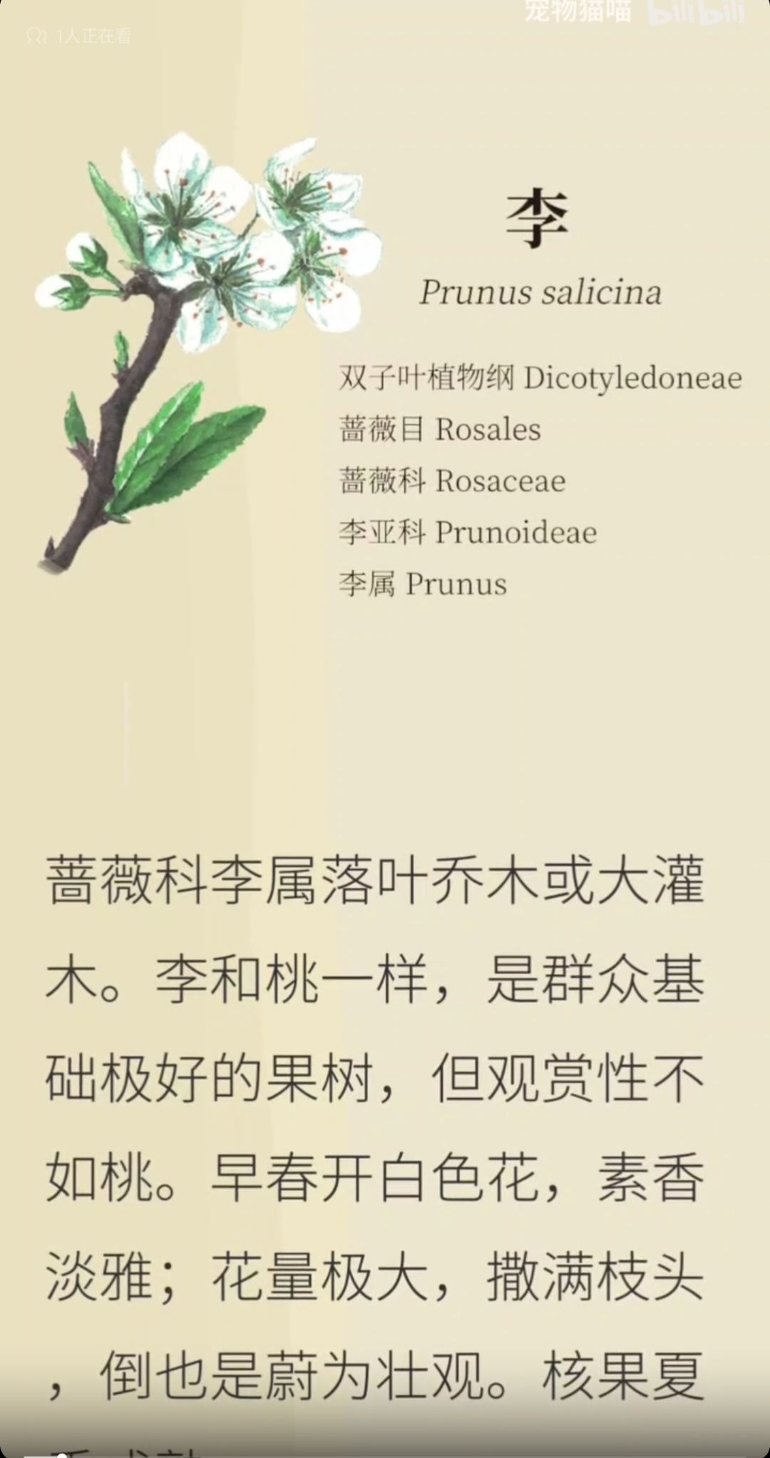 从光秃秃的山头,到漫山遍野的树 2