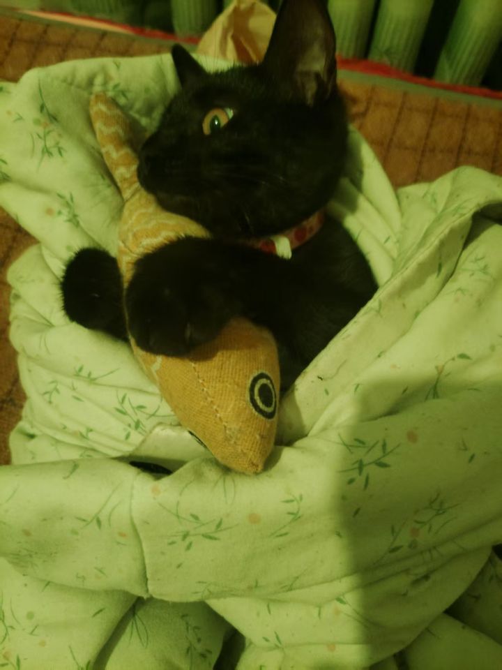 安娜大佬家的小猫咪——黑豆饼!截图