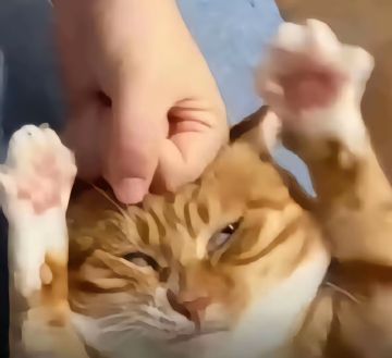 杖剑必修课：认清长线骗局，享受中线收益