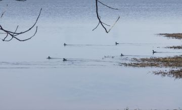 华为全球购8.10-8.11（已更完）