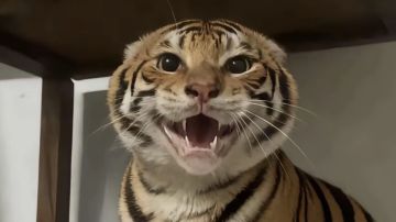 手枪，对于75的打法和推荐属性（个人向）