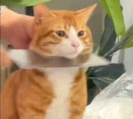 来点有趣的图
#动态创作激励计划截图