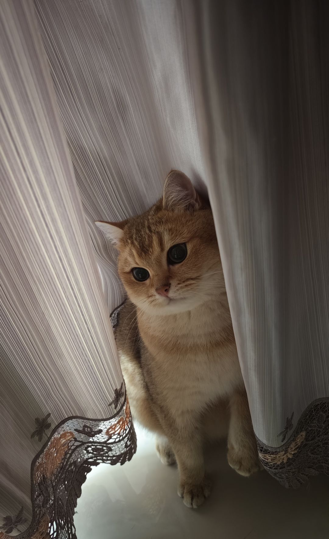 有没有人想来偷猫啊 6