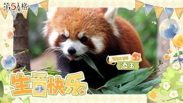 我们的“添玉”、“添奇”、“添舞”和“添宝”四宝2岁啦！生日快乐呀~
祝愿宝贝们继续无忧无虑地健康成长！
#玉奇舞宝生日快乐##第五人格##小熊猫四胞胎#