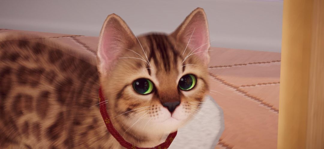 我的猫 1