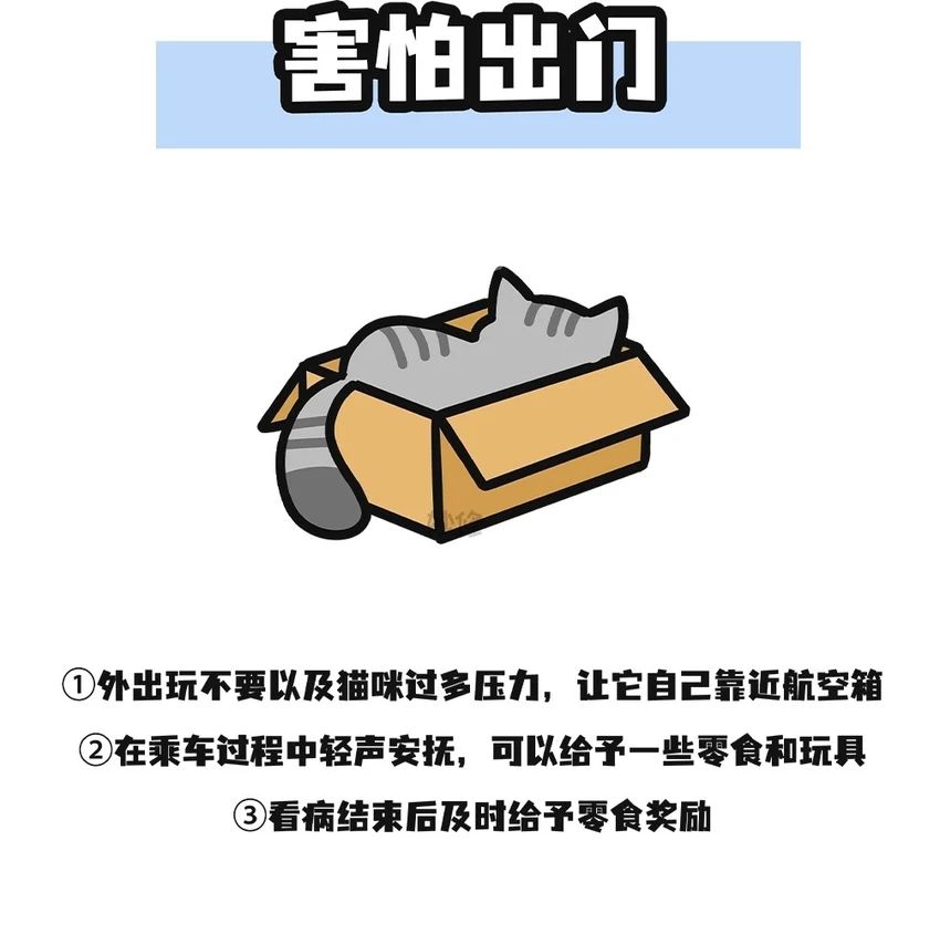 🌟青年大学习|猫猫社会化训练🌟 3