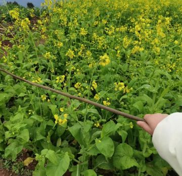 一位少年的武侠梦