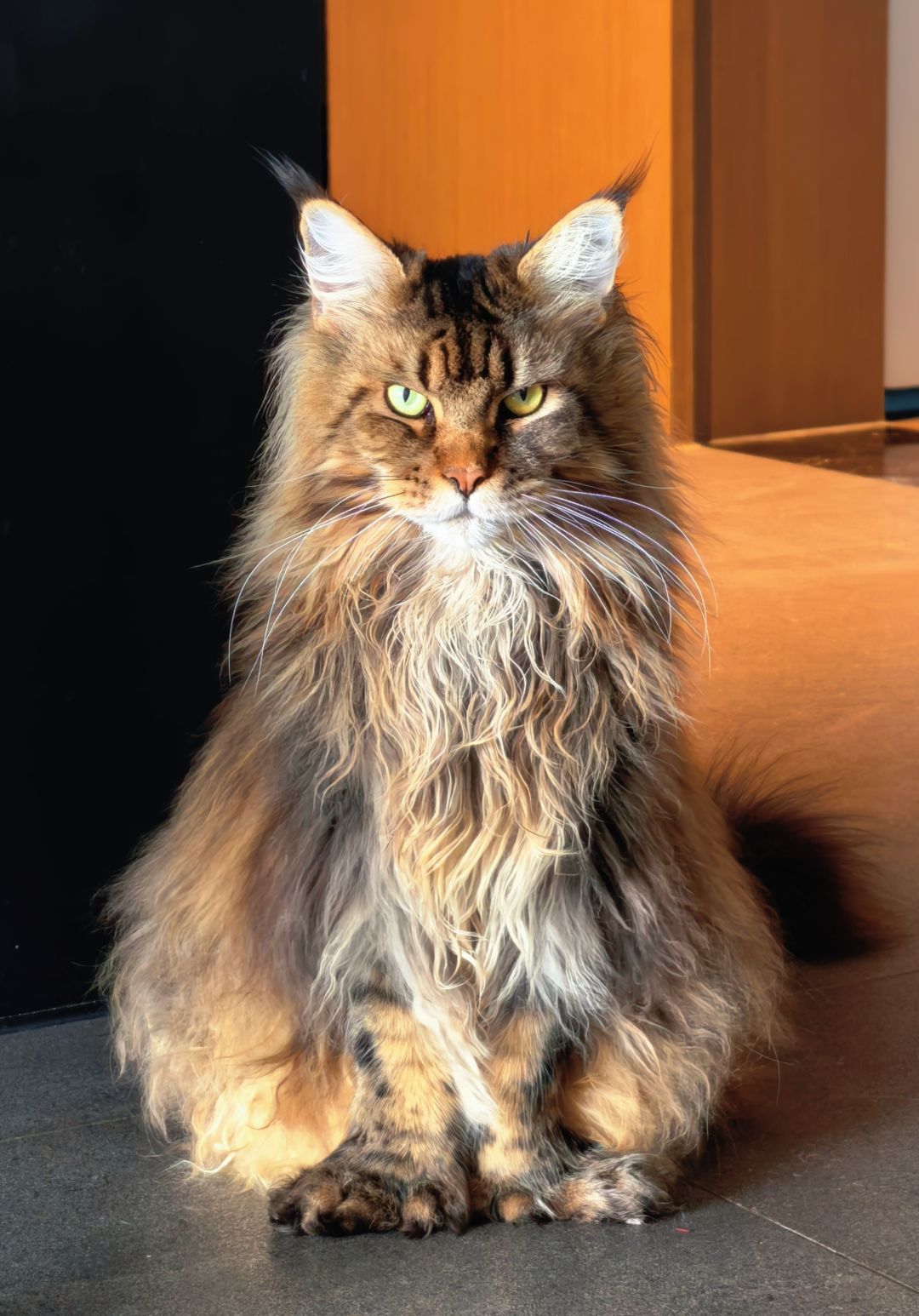家猫镇贴:请问现在法爆队靠哪些角色组成? 1