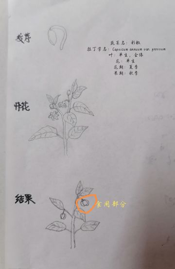 蔬菜档案——彩椒