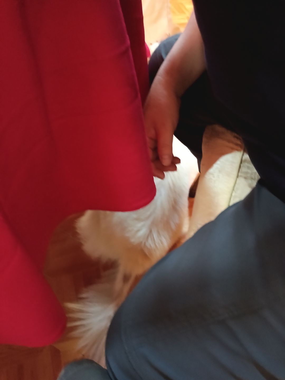 动态图片 9