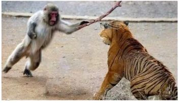 【幻境摆烂帖-改改3】黑幻境：摆烂！