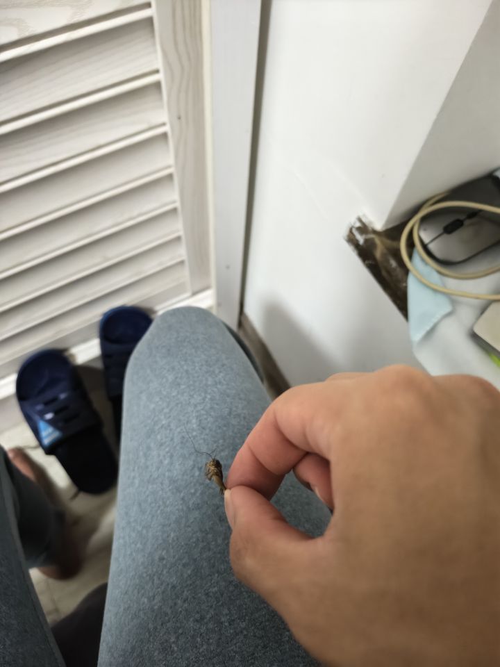 好家伙,抓到只被冻死的苍蝇,一天到晚开着空调他还被困住了,死我笔记本旁边被我发现了截图