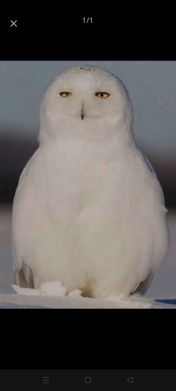 一些可能布知道的小技巧