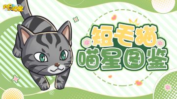 喵星图鉴丨短毛猫