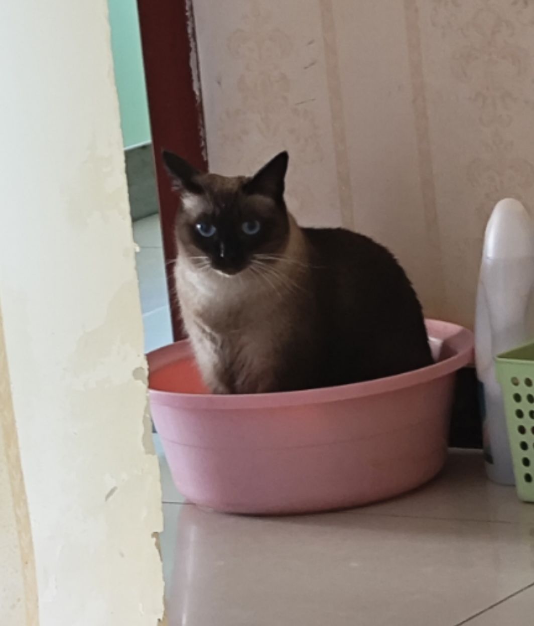 还好有猫 1