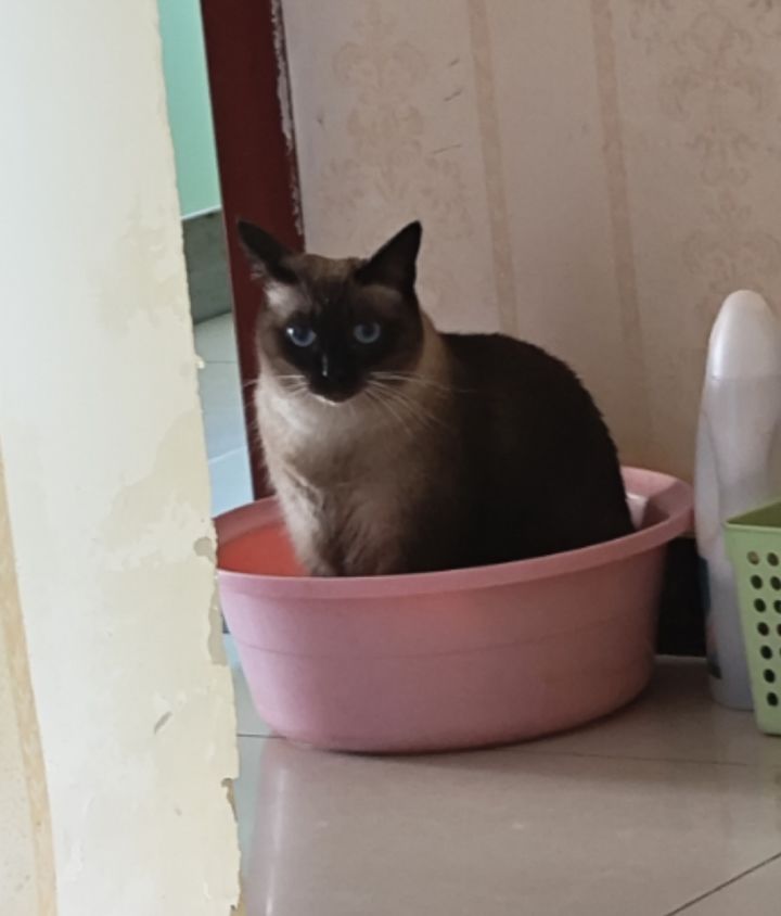 还好有猫截图