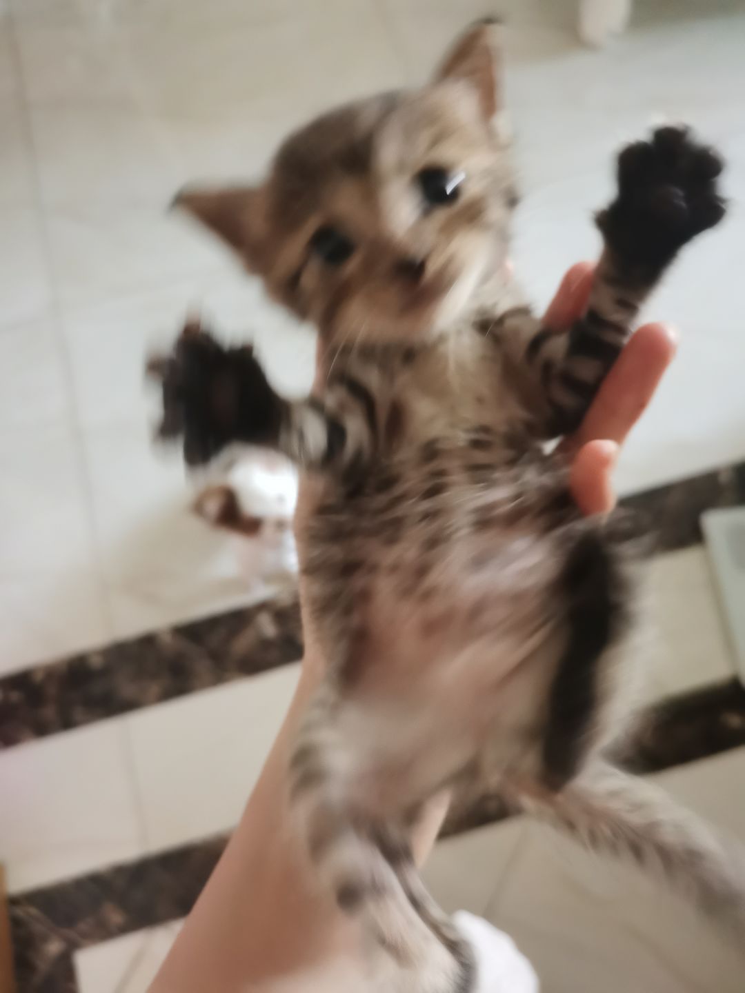 捡到的小猫 3