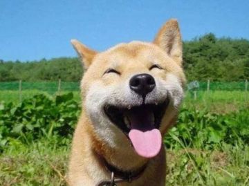 关于劳动节兑换码在9.06无法领取问题已修复